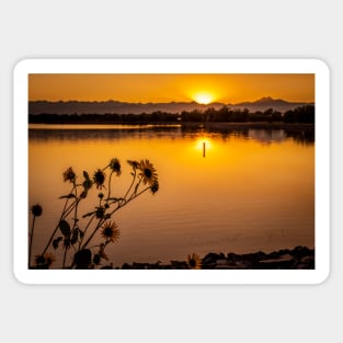 Yellow Wildflowers at Sunset Sticker